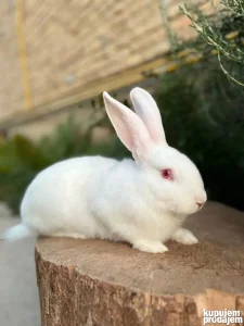 hajkom kunići zečevi - više uzrasta