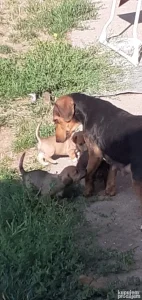 Štenci jazavičara na poklon