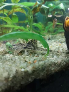 Loricaria simillima - marble catfish