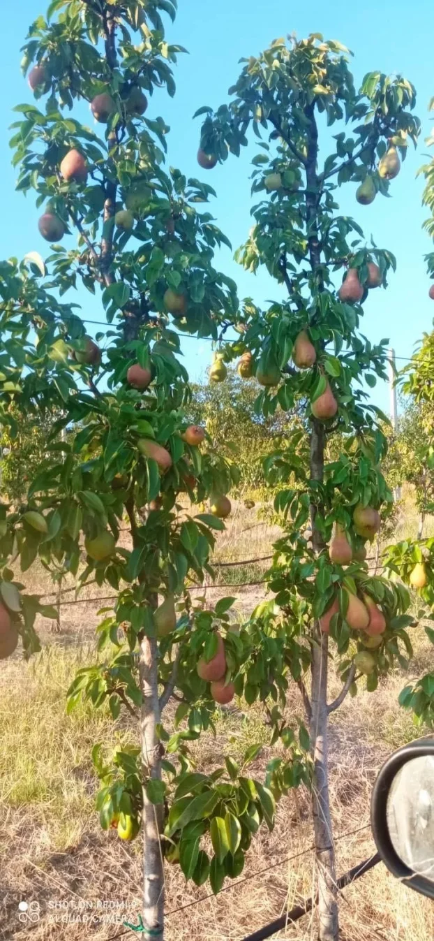 Slankamenački Vinogradi, Inđija, Krčedin, 4.0 četvorosobna, 120 m²
