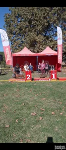 Odrasli psi kratkdlakog standard jazavičara