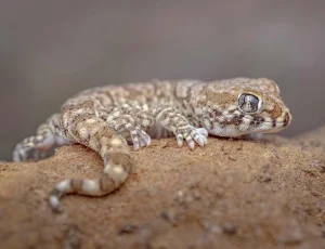 Stenodactylus Stenodactylus