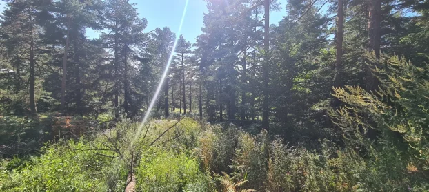 Ljuti Krš, Valjevo, Divčibare, 220 ar