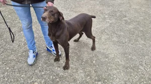 nkd lovila hitno povoljno