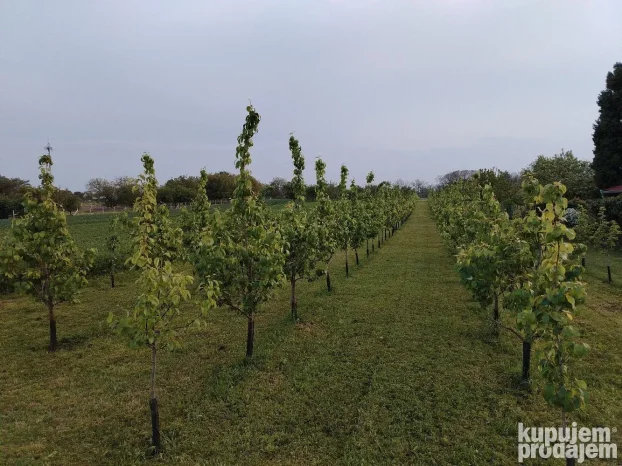 Titel, Širi centar, 15 ar