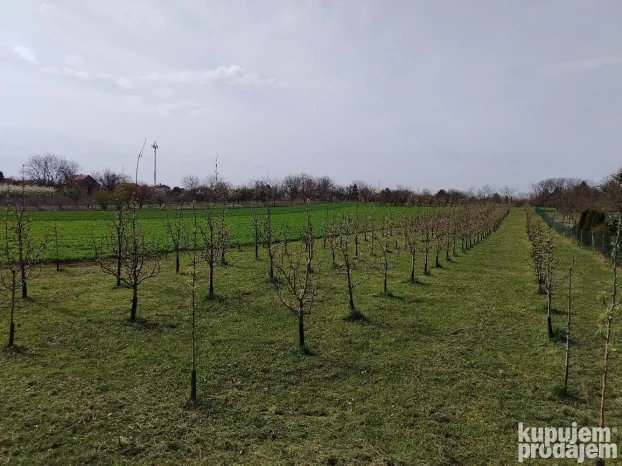 Titel, Širi centar, 15 ar