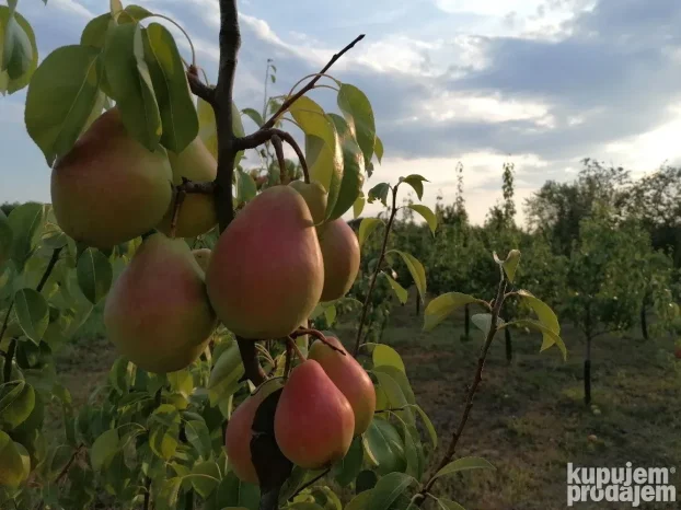 Titel, Širi centar, 15 ar