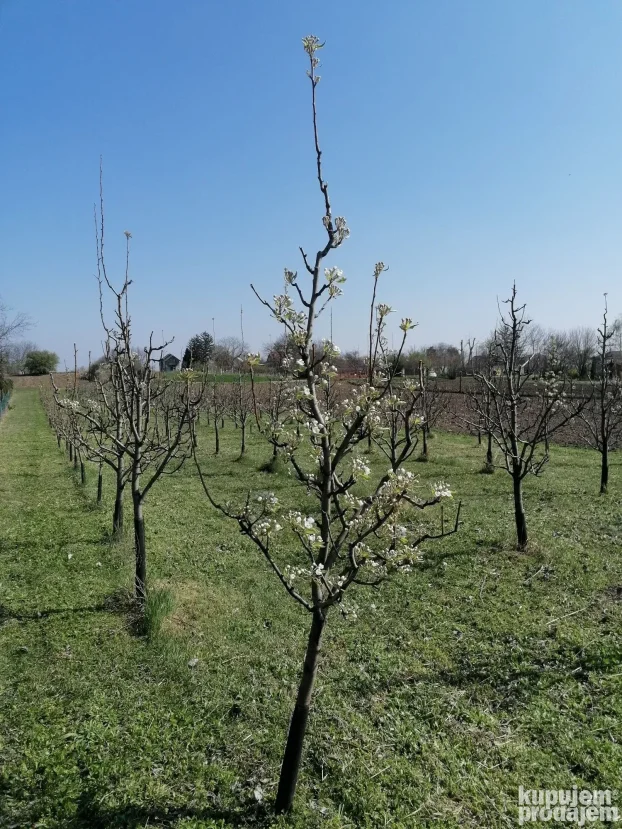 Titel, Širi centar, 15 ar