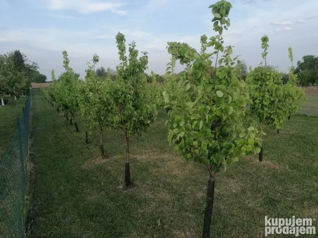 Titel, Širi centar, 15 ar