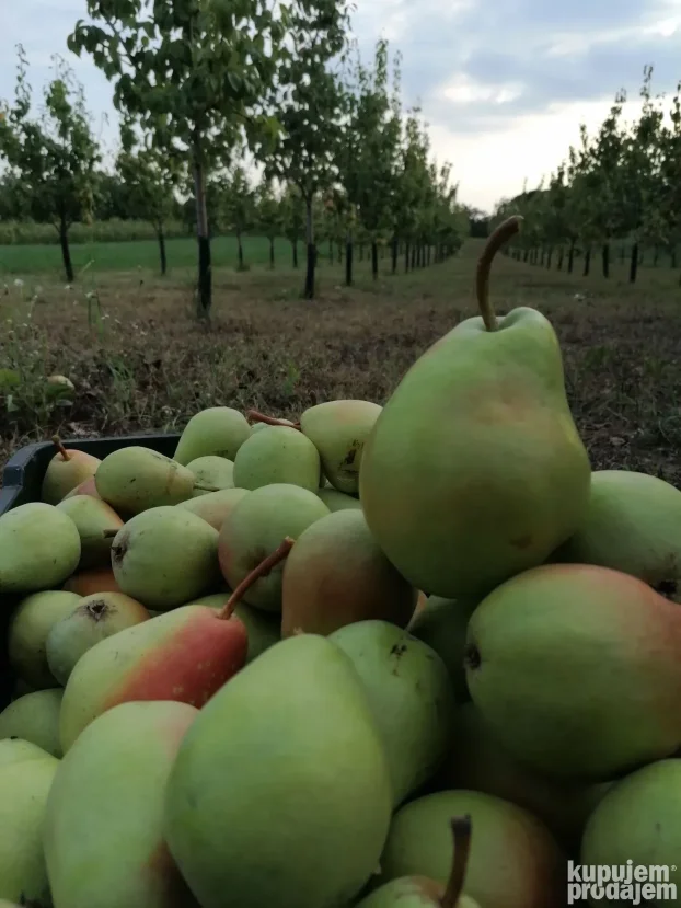 Titel, Širi centar, 15 ar