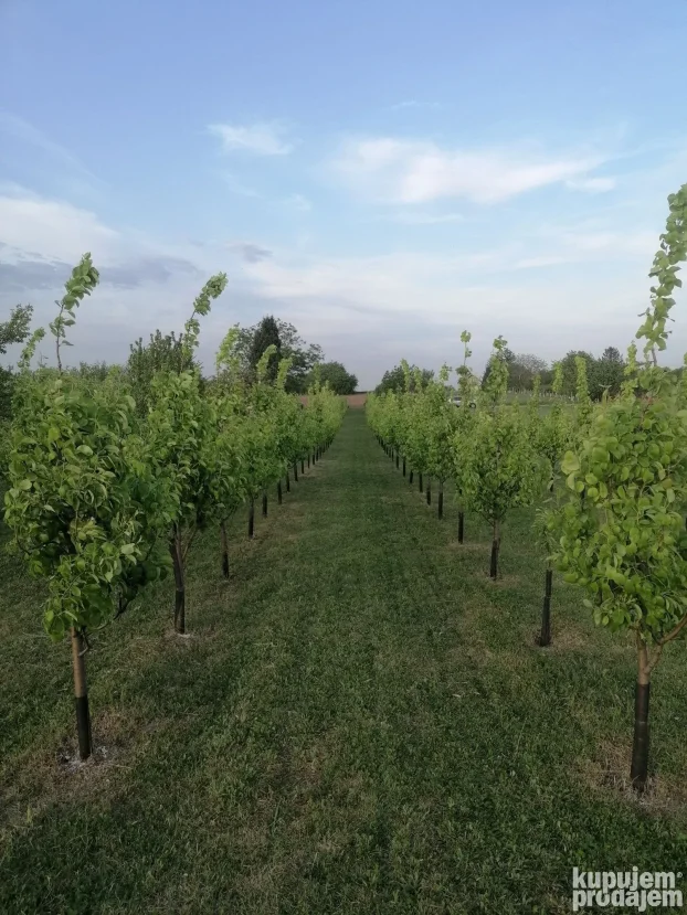 Titel, Širi centar, 15 ar