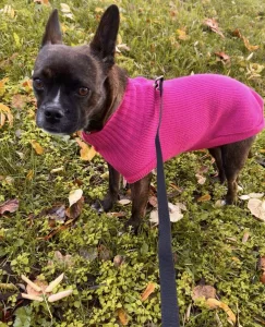 Udomi Fibi, mešanca francuskog buldoga