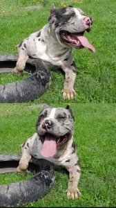 Mužjak Pit bull XL merle-parenje