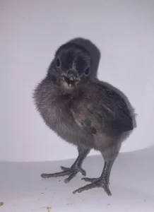 Ayam Cemani