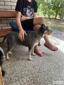 Hotel Pansion za kuce i mace