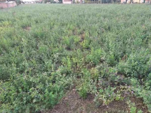 - Plac - Klisa - 500m2!