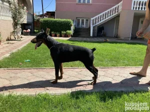 Doberman zenka