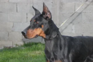 Doberman