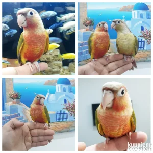 Rucno hranjeni i pitomi papagaji PLACANJE U RATAMA