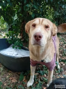 Pronađen pas, hitno traži dom - kontakt Ivana 0644530821