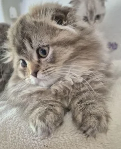 Scottish fold, straight mace