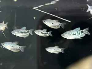 Plavi Trihogasteri