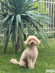 Muzjak toy pudle za parenje