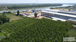 Sadnice Kanadske topole 12500m2 Sremska Mitrovica HITNO!