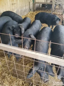 Tovljenici Moravke, umatičene nazimice i veprovi