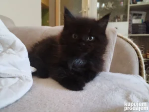Maine Coon dečak