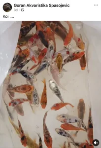 Koi šaran 8cm