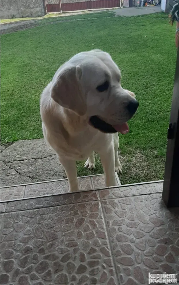 slika