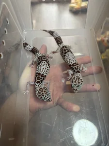 E.fuscus zenke