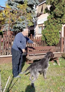 Nemački oštrodlaki ptičar