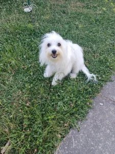Maltezer zenka