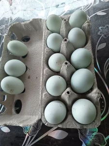 Araukana jaja za nasad,inkubator