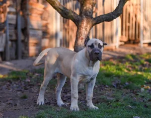 Presa canario - PRODATO