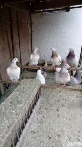 Golubovi Americki Texan