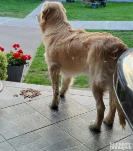 Zlatni retriver