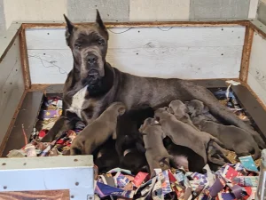 Cane Corso stenci