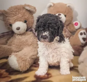 Lagotto Romagnolo štenci