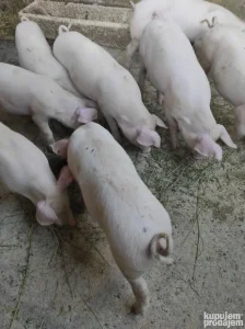 Prasici 20kg