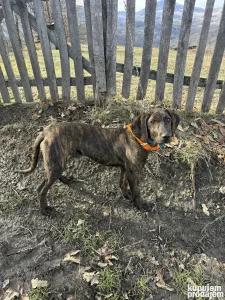 Plott Hound Svinjar