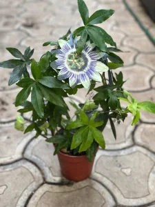 Pasiflora