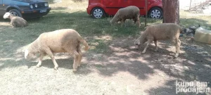 Jagnjići na prodaju