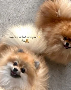 11 m Boo muzjak