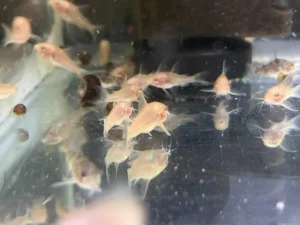 Albino Corydoras