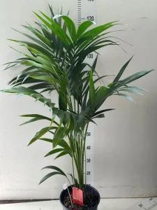 Kentia palma