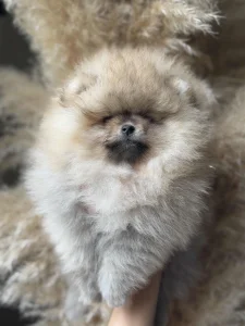 Pomeranci boo