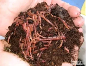 Kalifornijske gliste